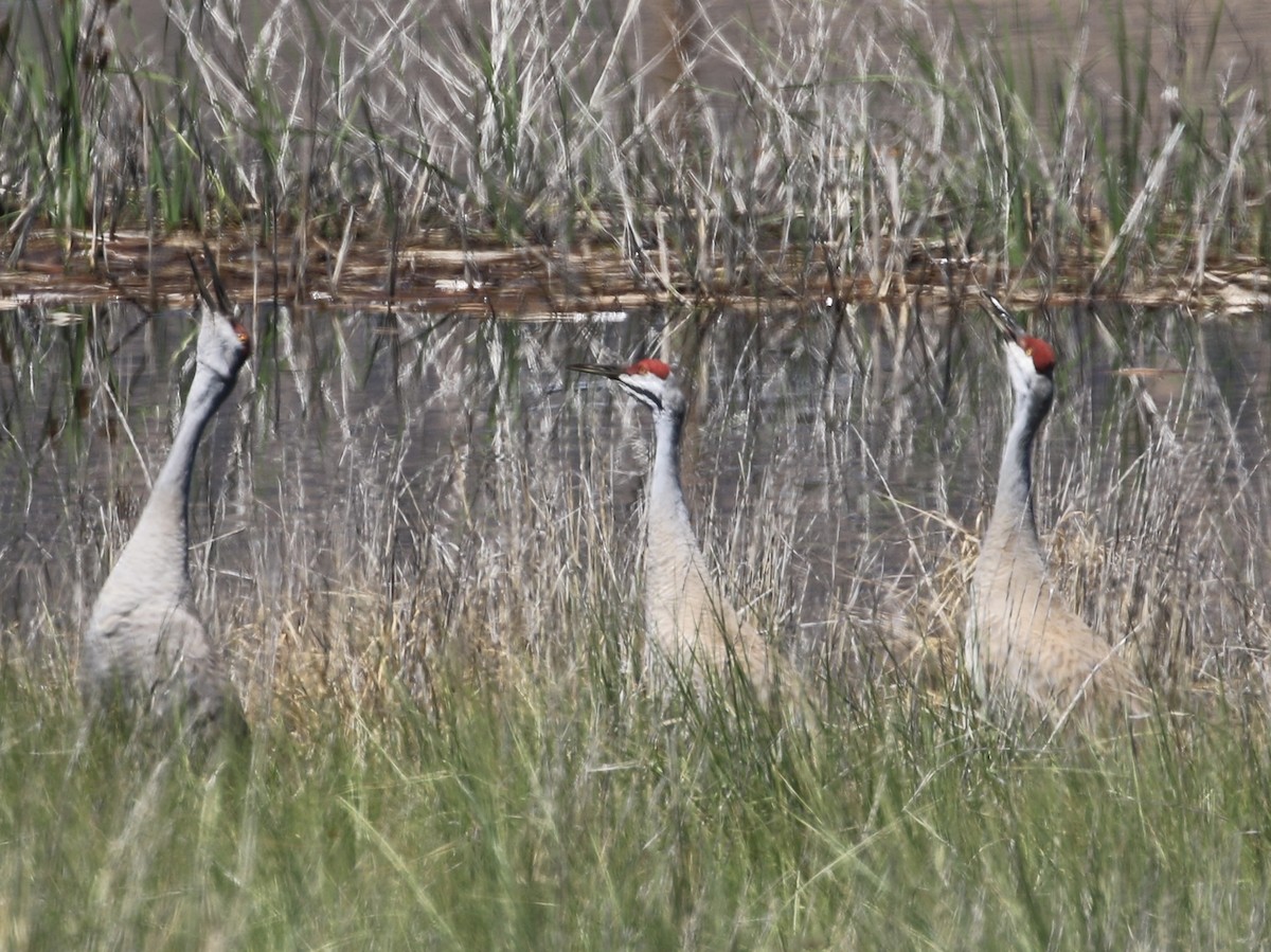 Sandhill Crane - ML619704250