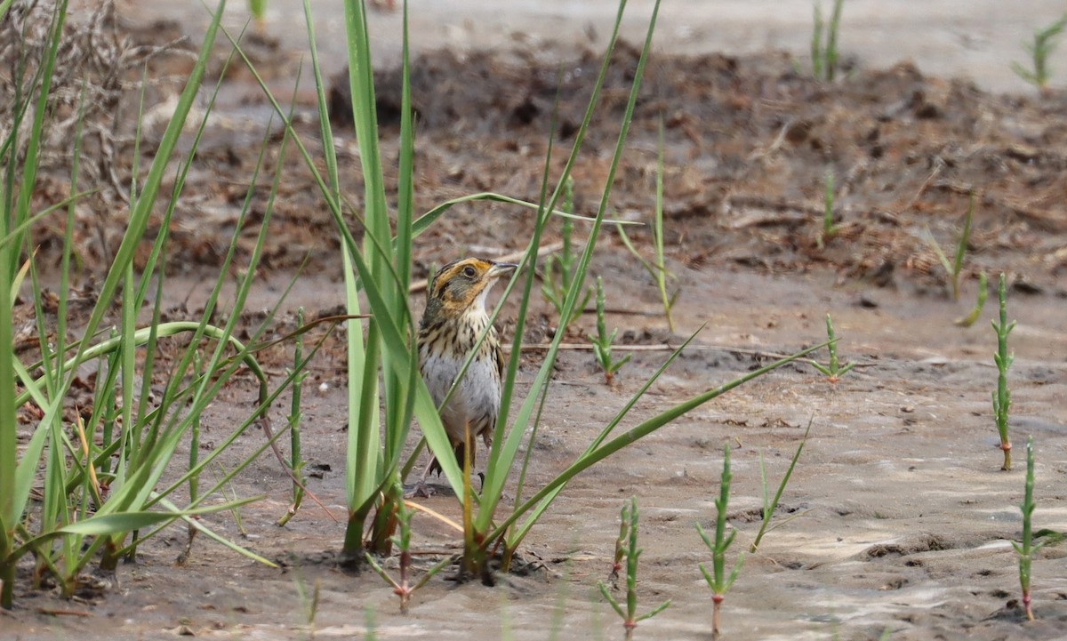 Saltmarsh Sparrow - ML619704255