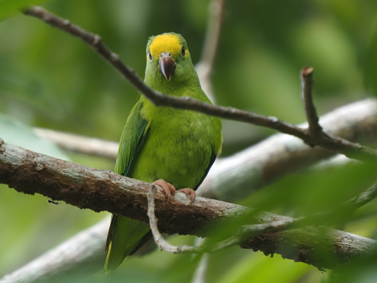 Green-rumped Parrotlet - ML619704268