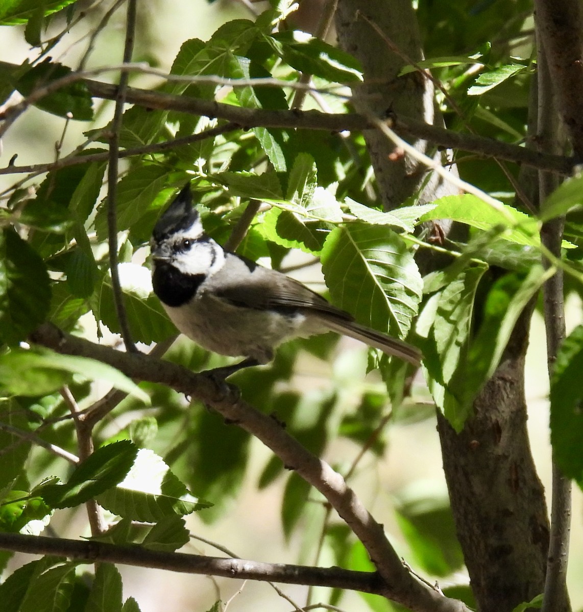 Bridled Titmouse - ML619704270