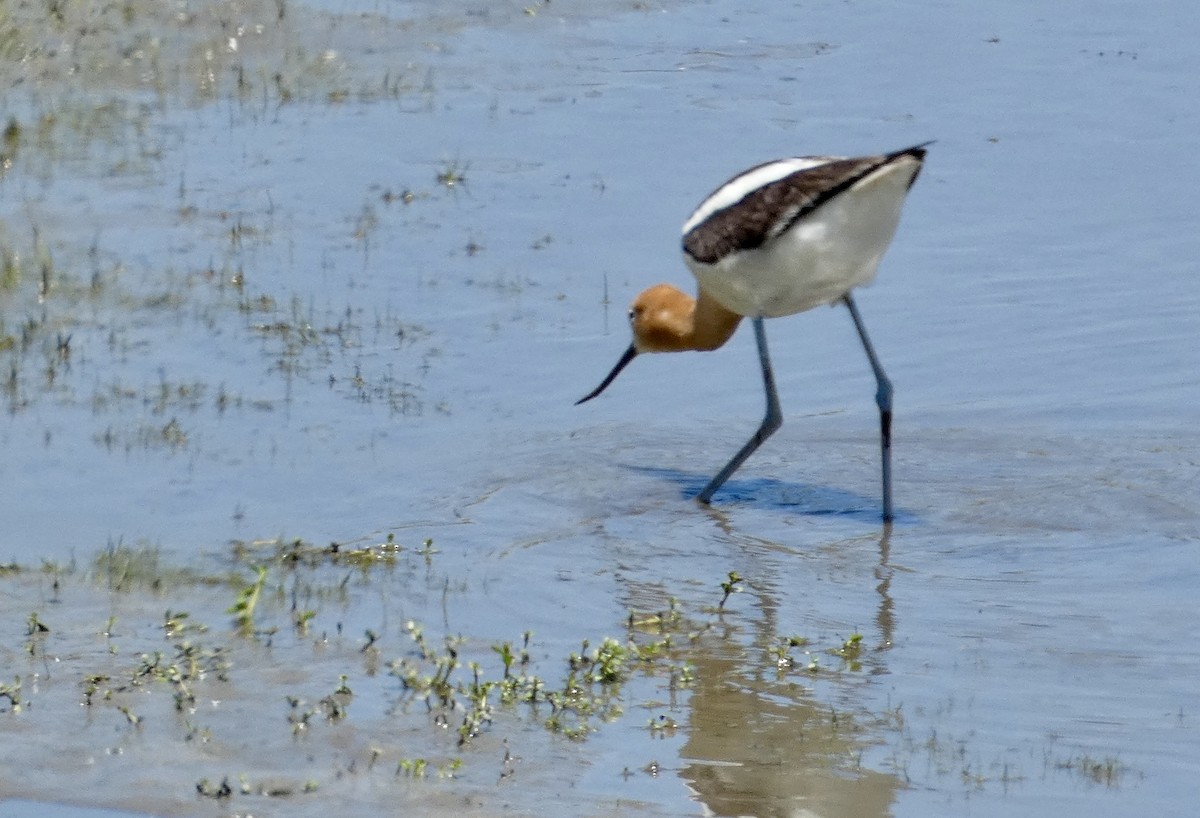 Avoceta Americana - ML619704278