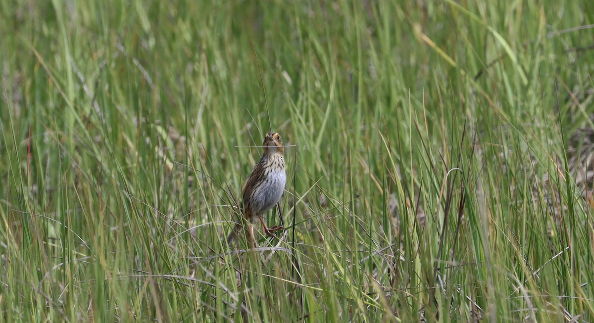 Saltmarsh Sparrow - ML619704290