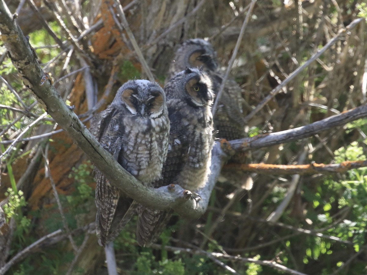 Long-eared Owl - ML619704293
