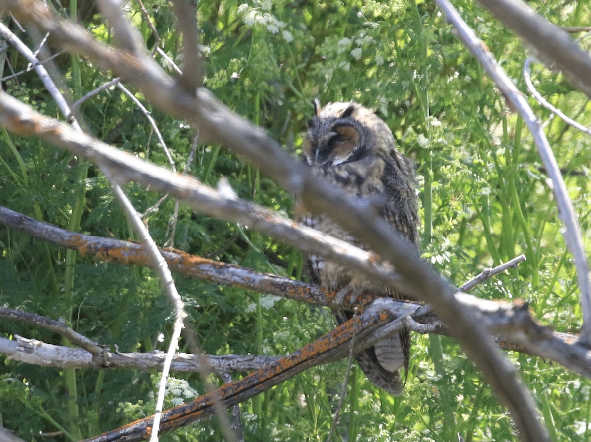 Long-eared Owl - ML619704294