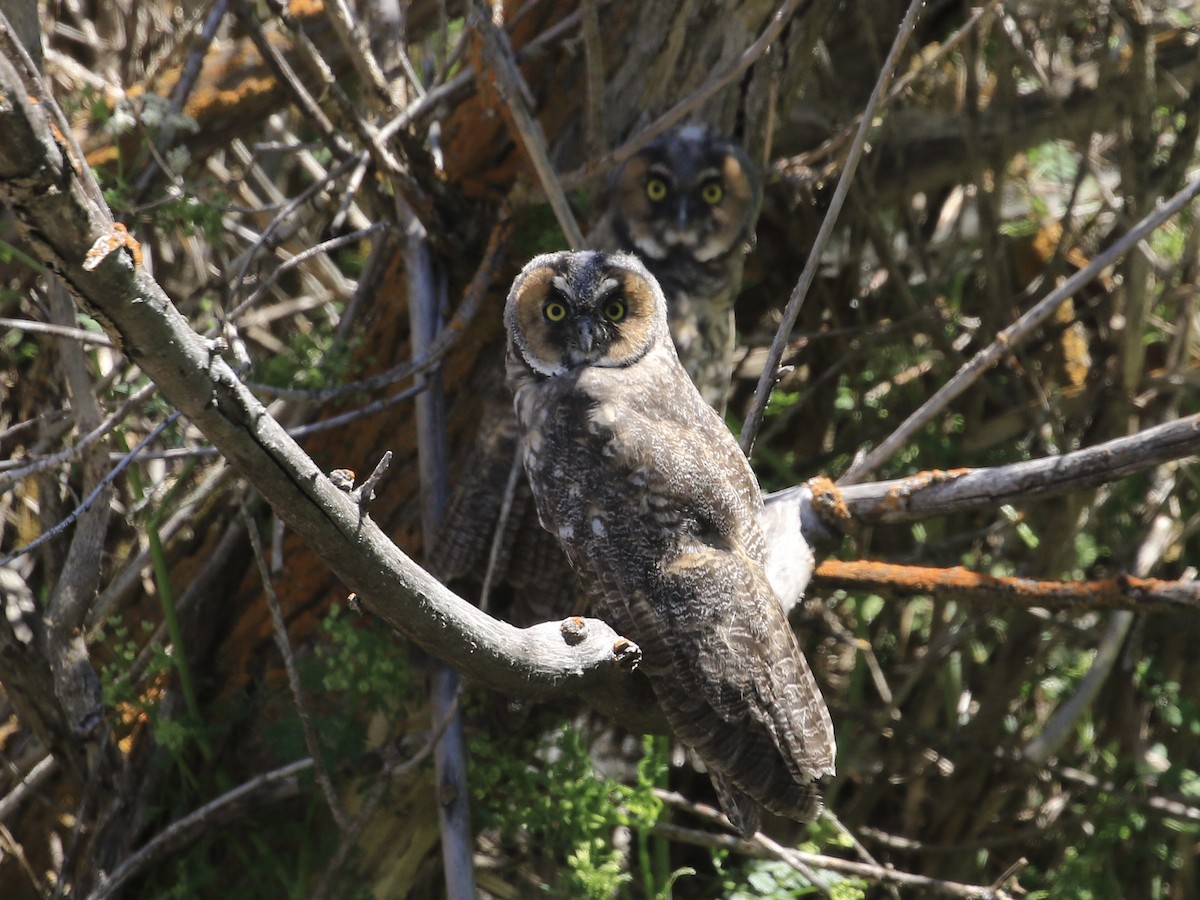 Long-eared Owl - Michele Swartout