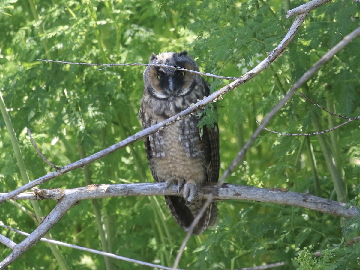 Long-eared Owl - ML619704296