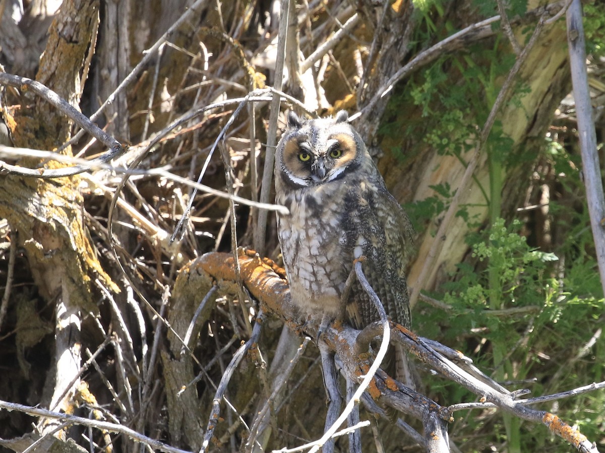 Long-eared Owl - ML619704297