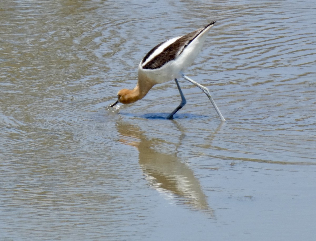 Avoceta Americana - ML619704298