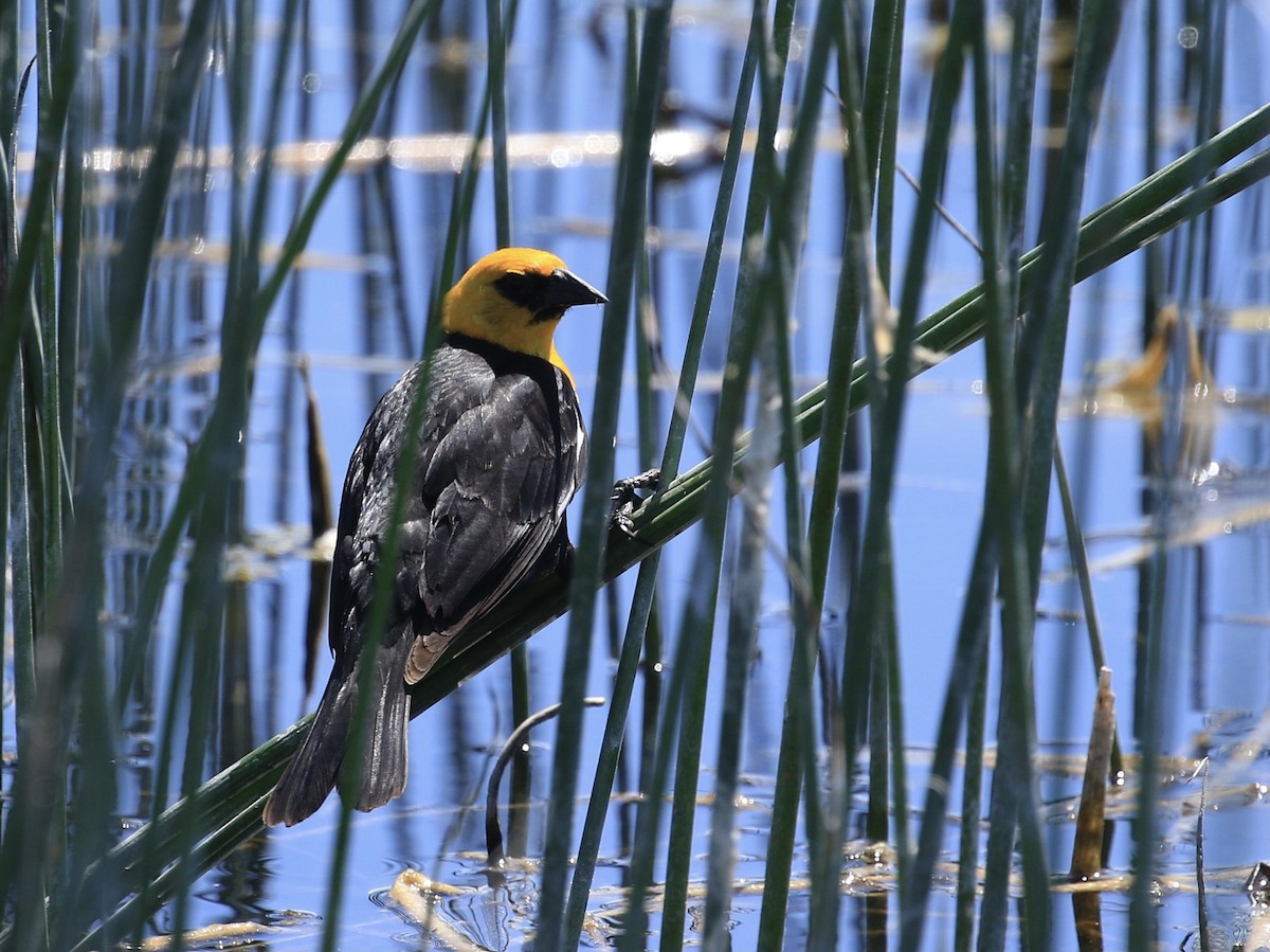 Yellow-headed Blackbird - ML619704315