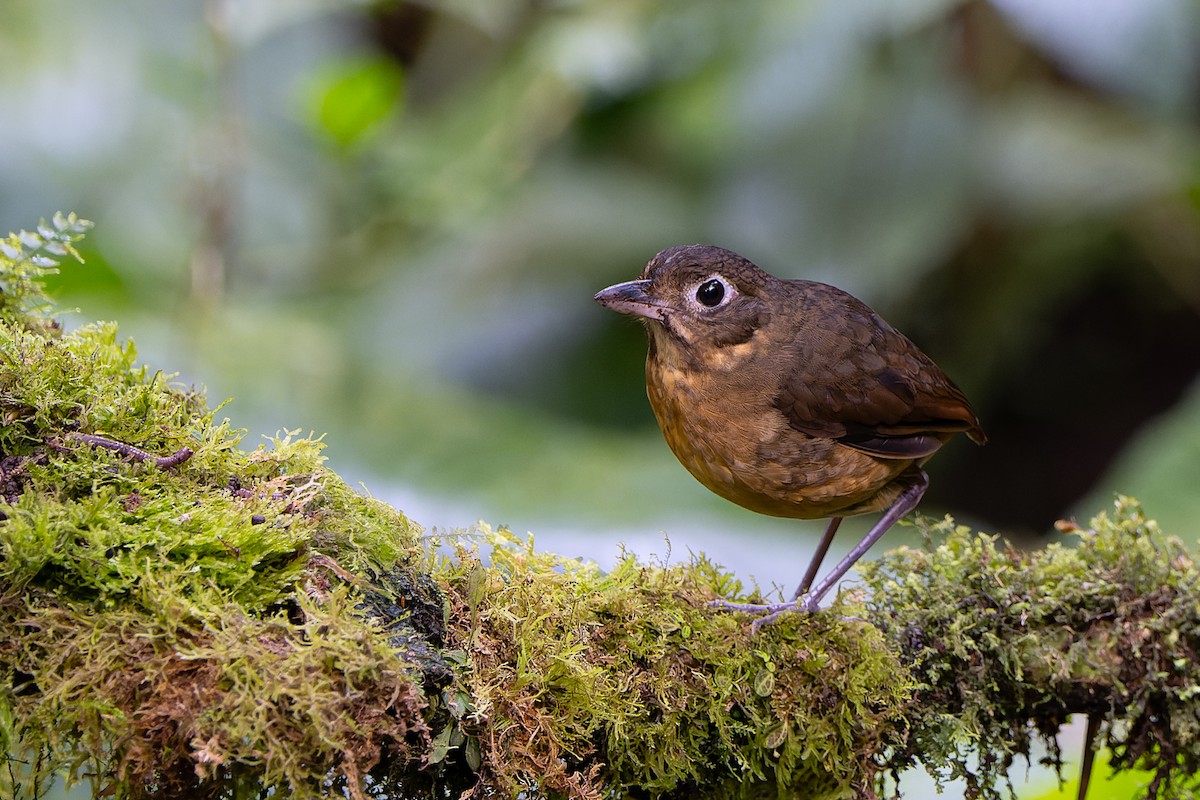 Plain-backed Antpitta - ML619704326