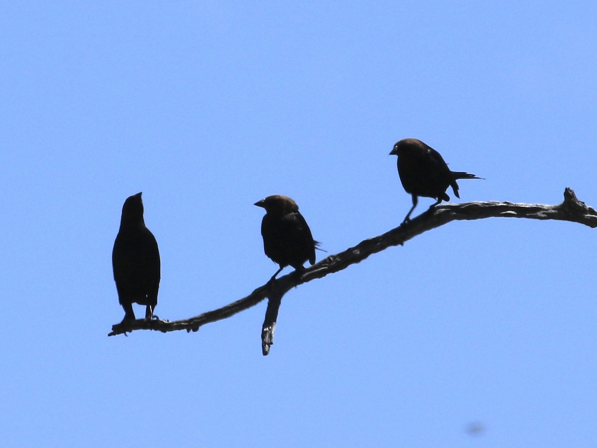 Brown-headed Cowbird - ML619704328