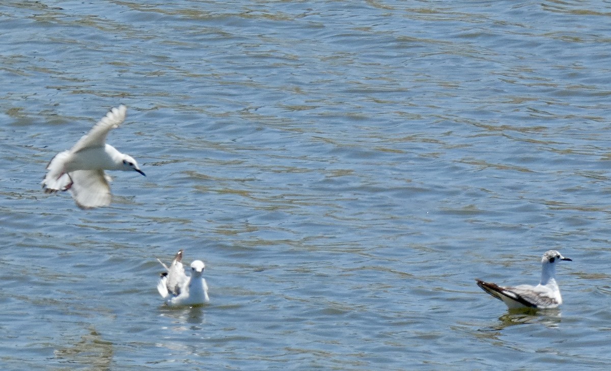 Bonaparte's Gull - ML619704359