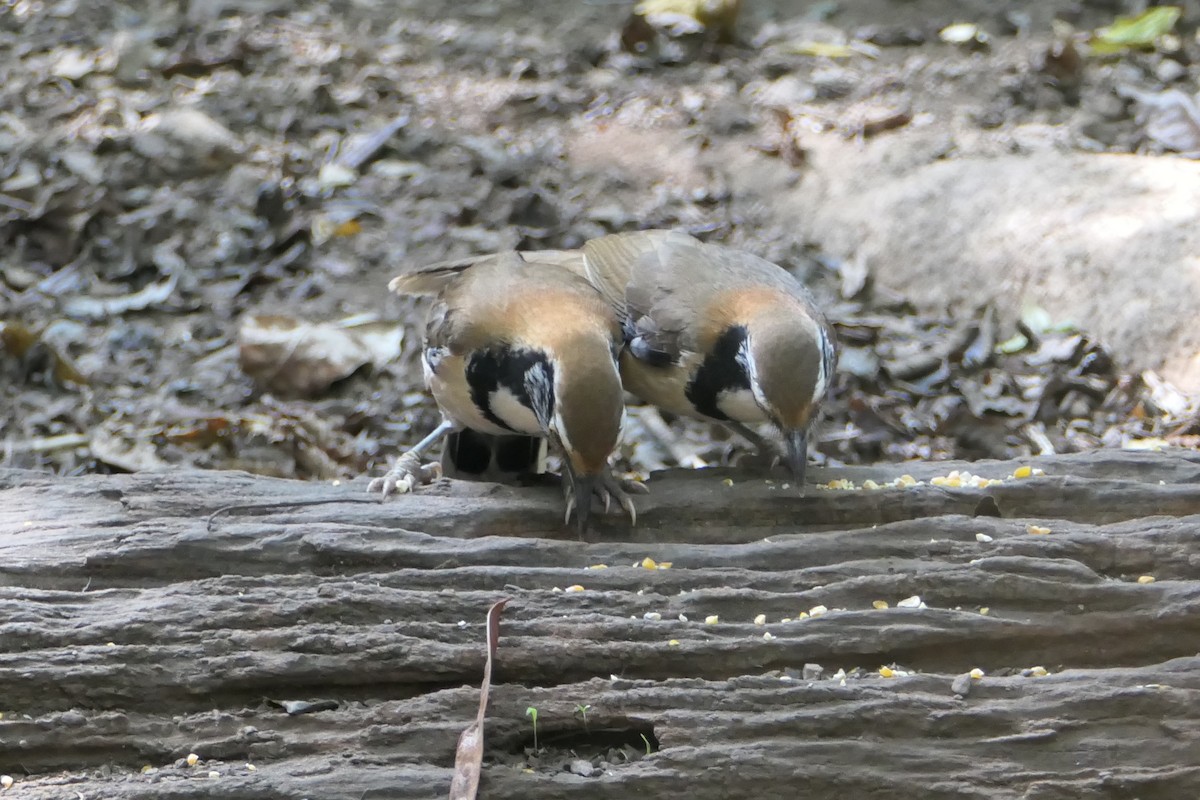 Greater Necklaced Laughingthrush - ML619704370