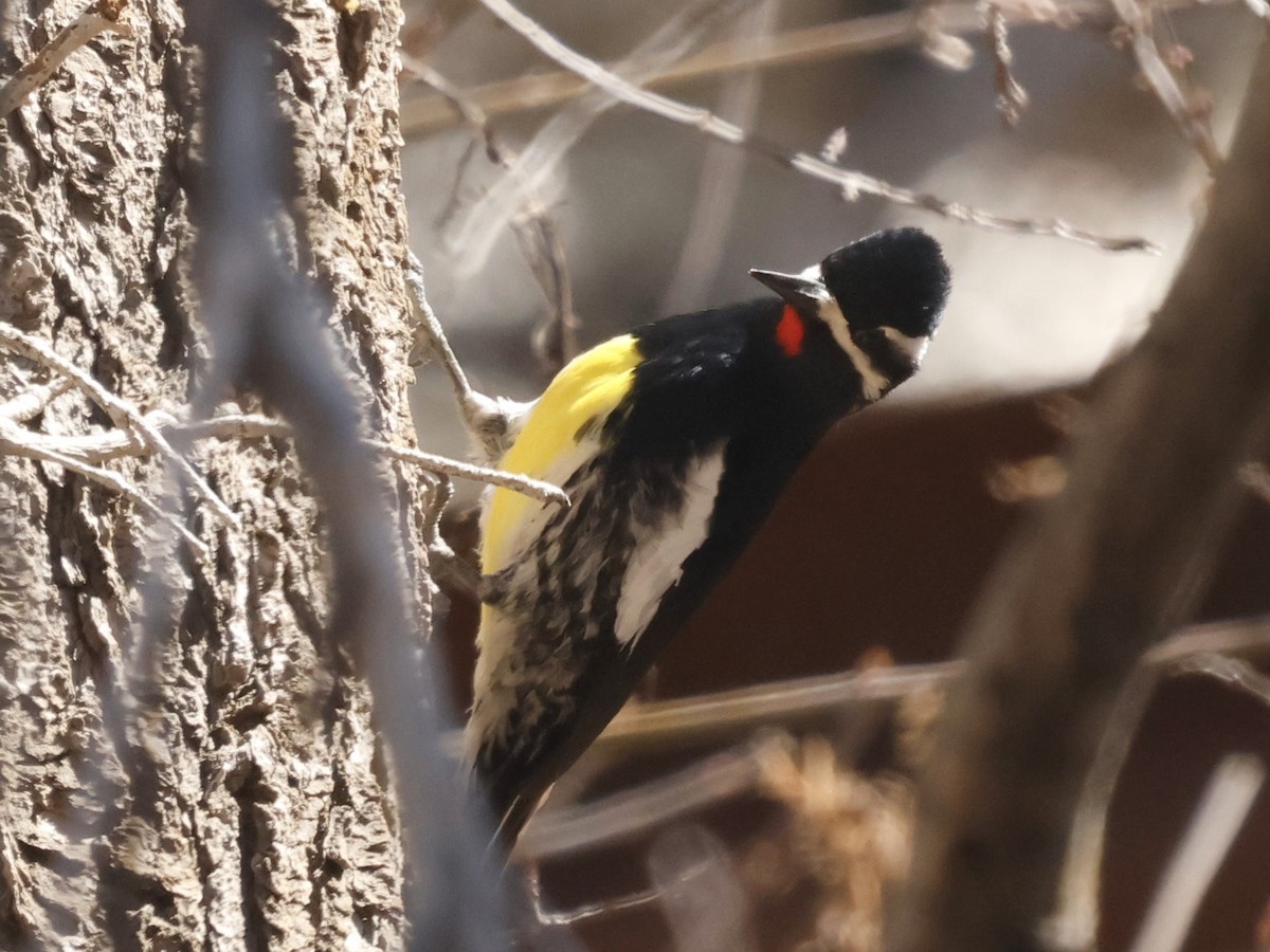 Williamson's Sapsucker - ML619704385