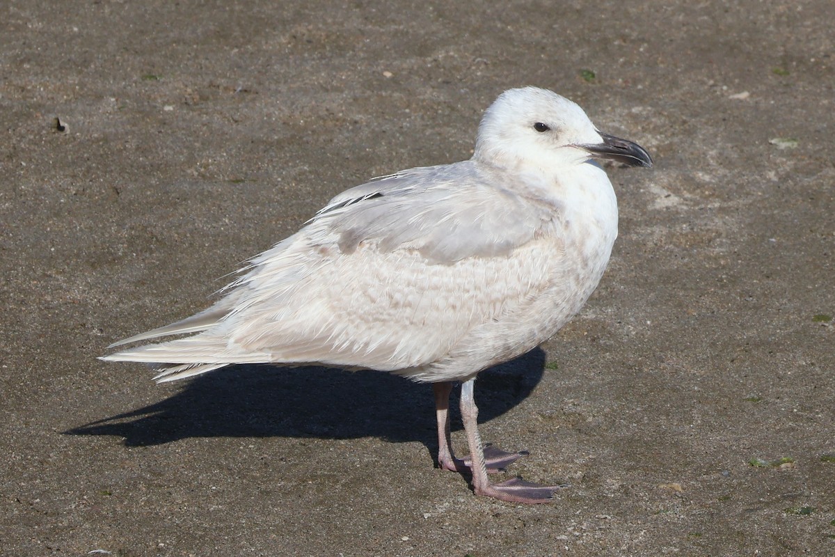 Glaucous-winged Gull - Elias McKown