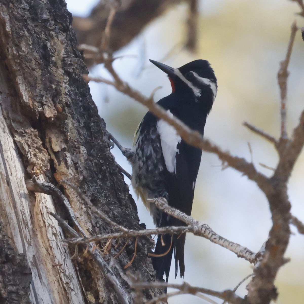 Williamson's Sapsucker - ML619704403