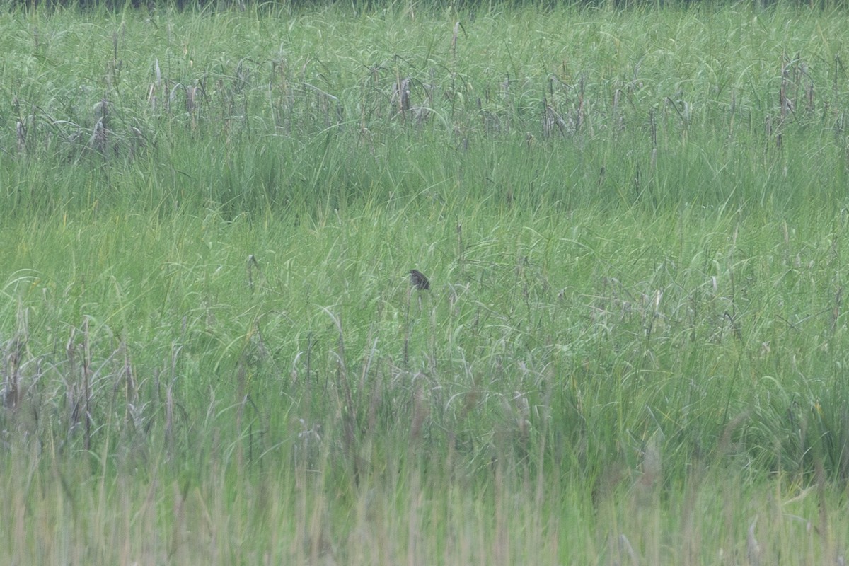 Seaside Sparrow - ML619704416