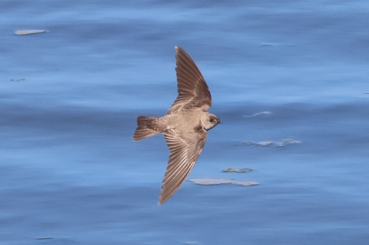 Northern Rough-winged Swallow - ML619704432