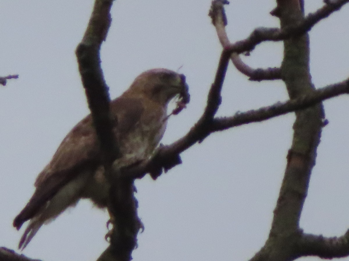 Broad-winged Hawk - Catherine Schnerr