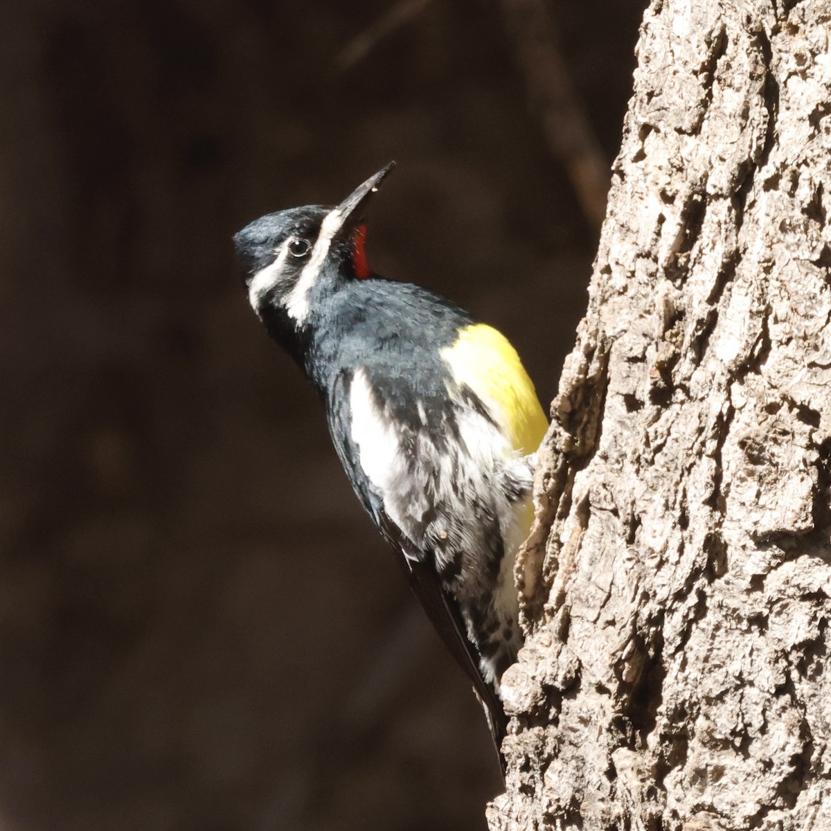 Williamson's Sapsucker - ML619704457