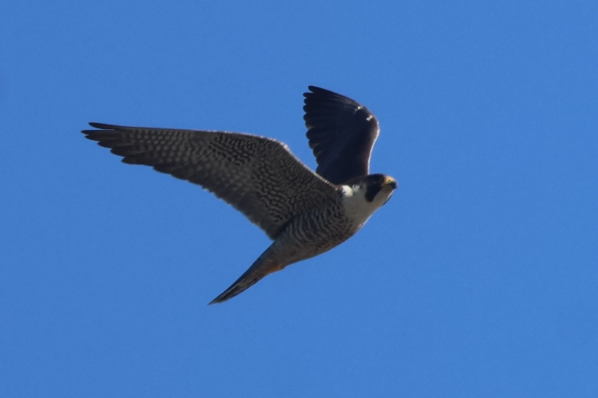 Peregrine Falcon - ML619704459