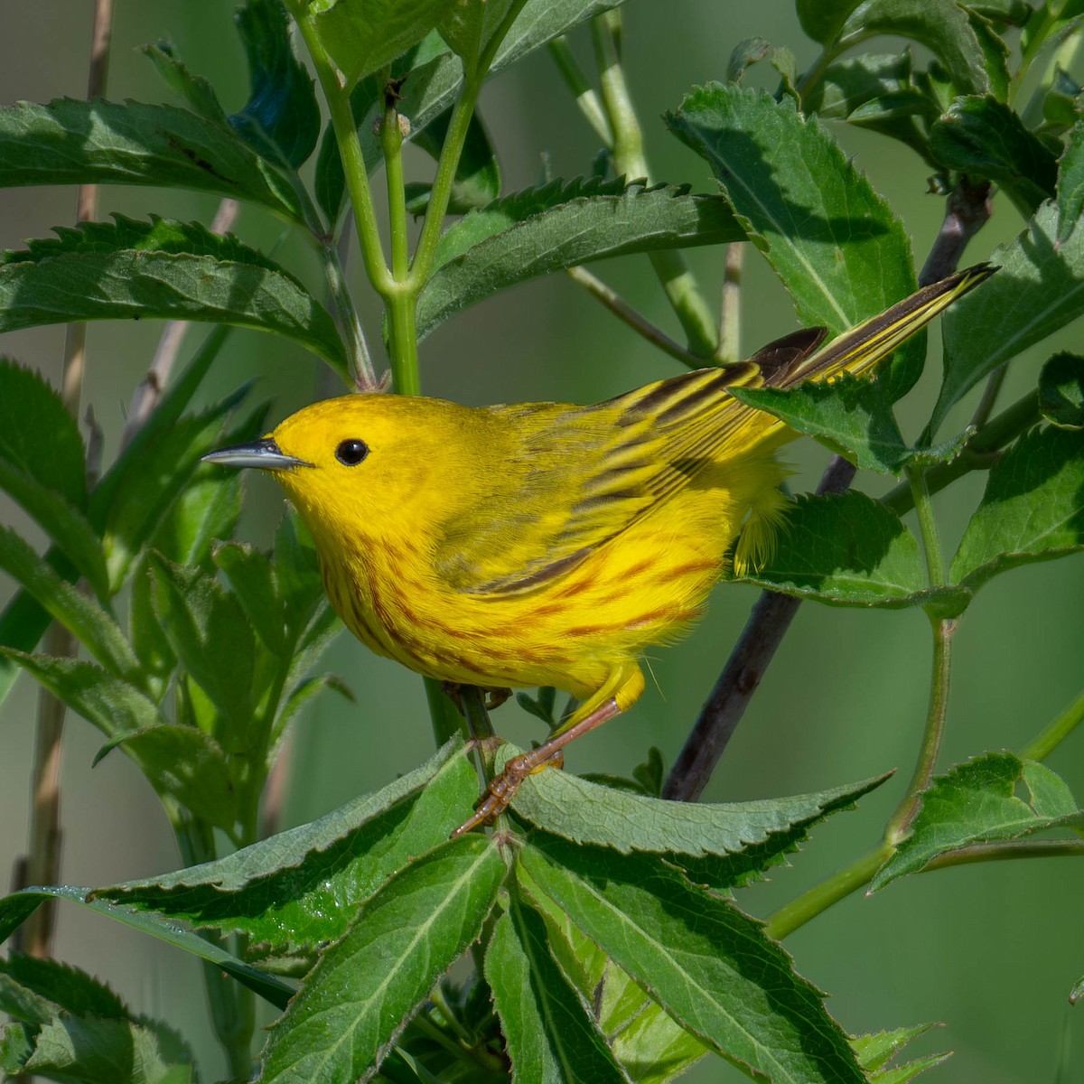 Yellow Warbler - ML619704470