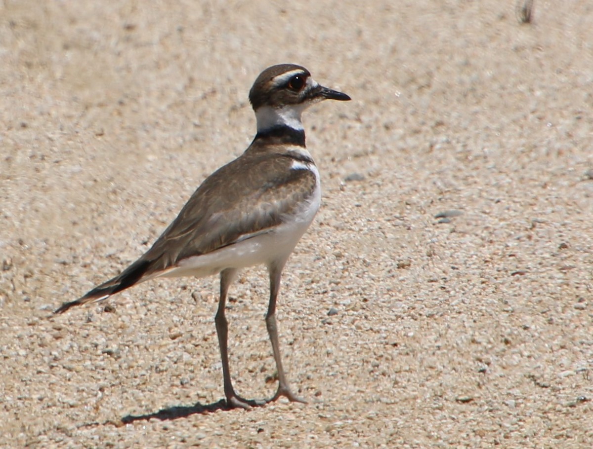 Killdeer - ML619704472