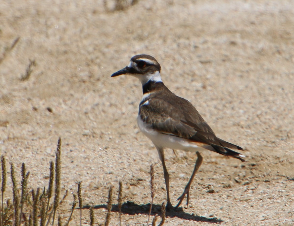 Killdeer - ML619704473