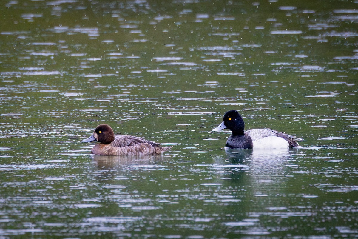 Lesser Scaup - ML619704484