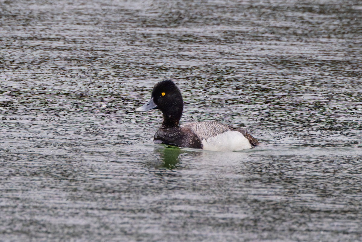 Lesser Scaup - ML619704485