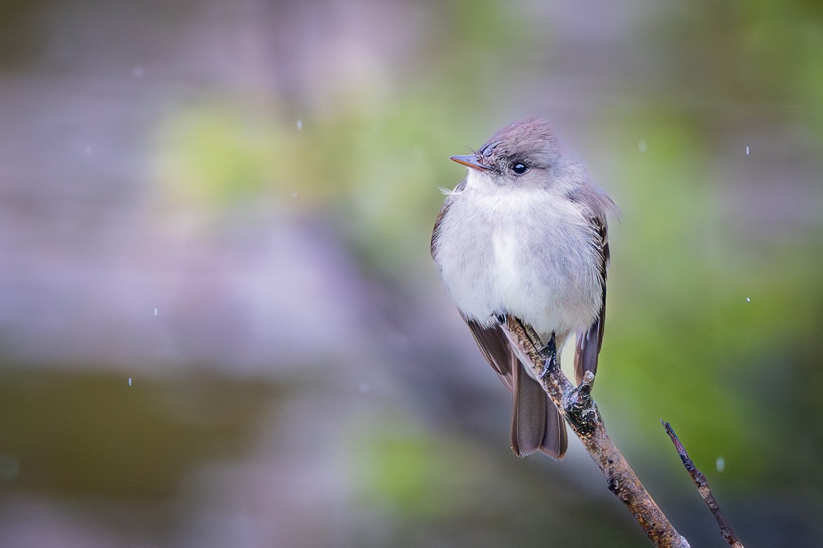 Western Wood-Pewee - ML619704492