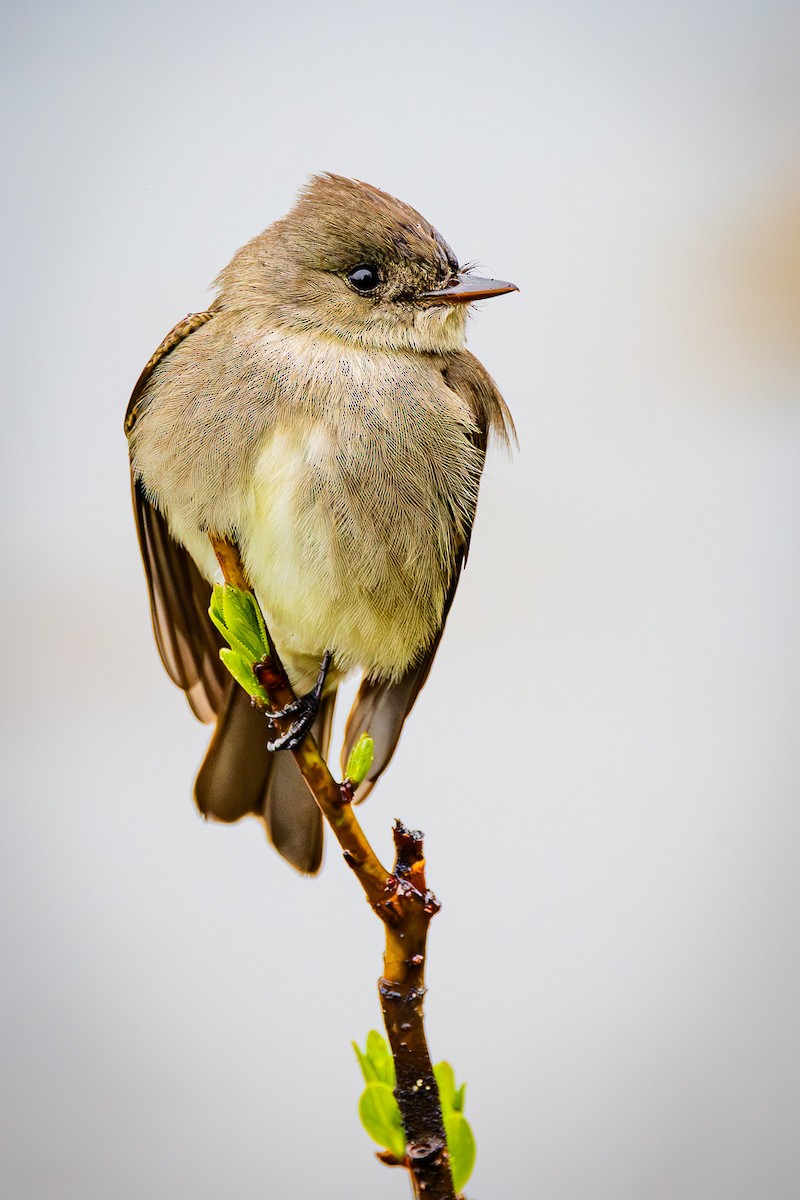 Western Wood-Pewee - ML619704493