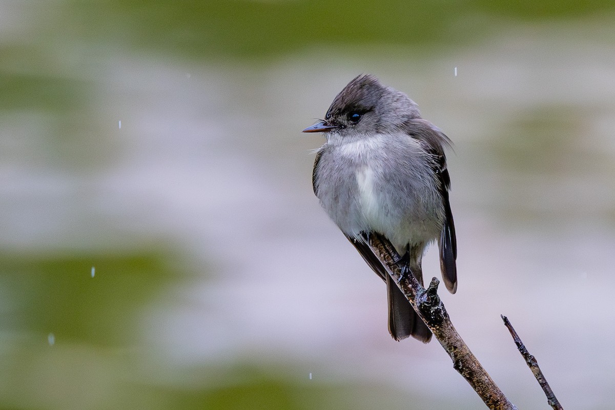 Western Wood-Pewee - ML619704494