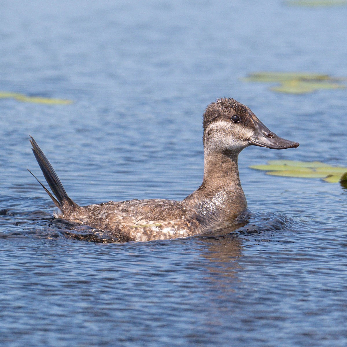 Ruddy Duck - ML619704497