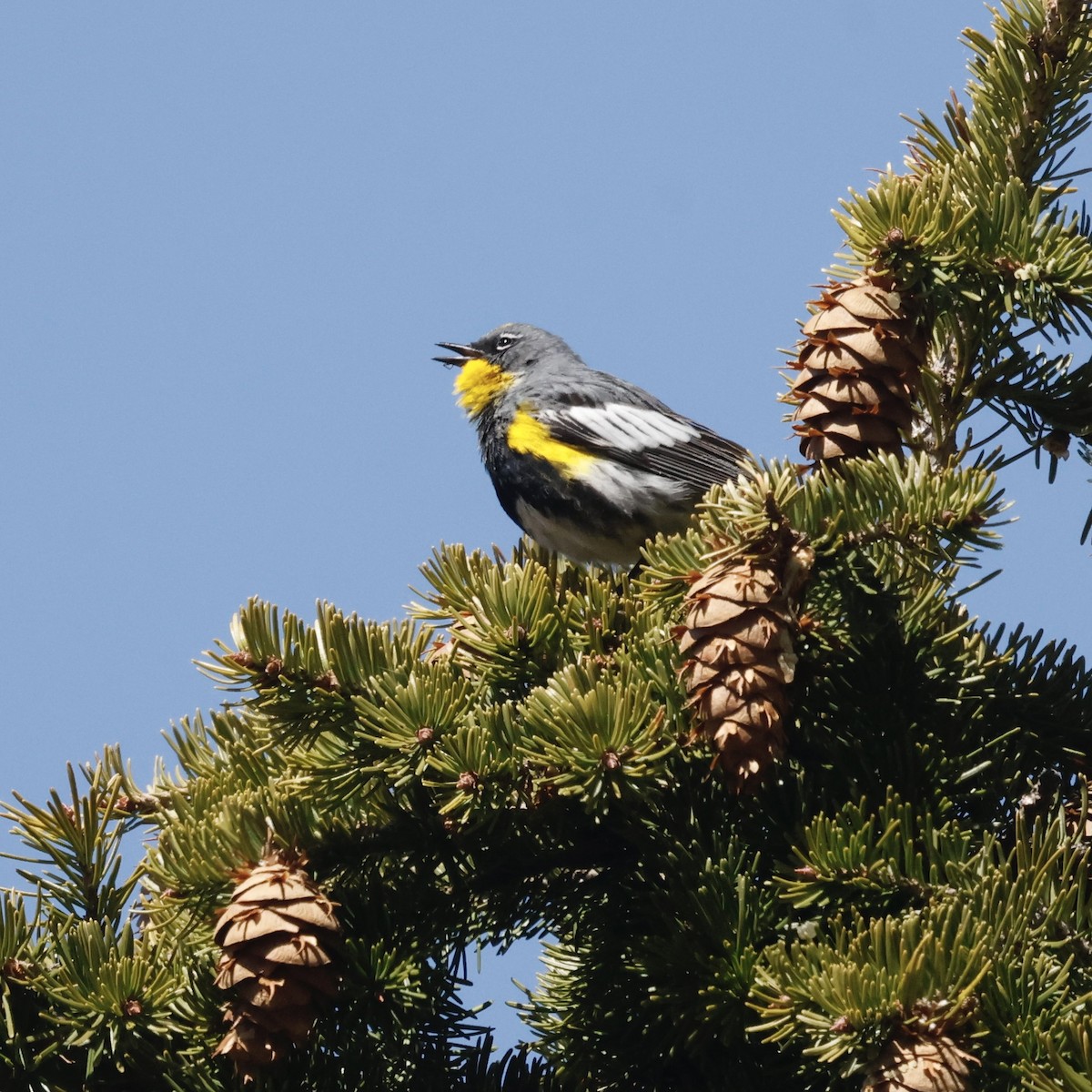 Yellow-rumped Warbler - ML619704498