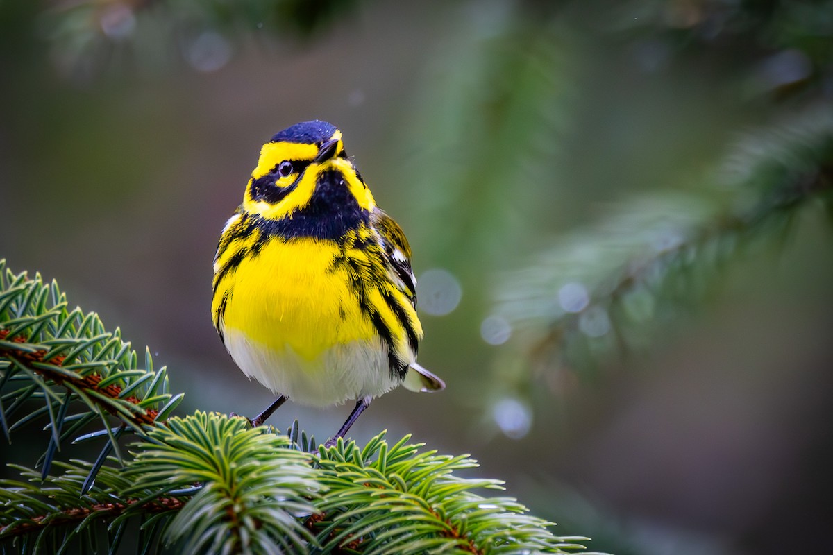 Townsend's Warbler - ML619704502