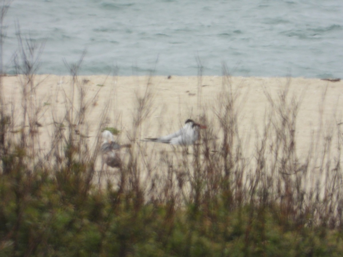 Caspian Tern - ML619704503