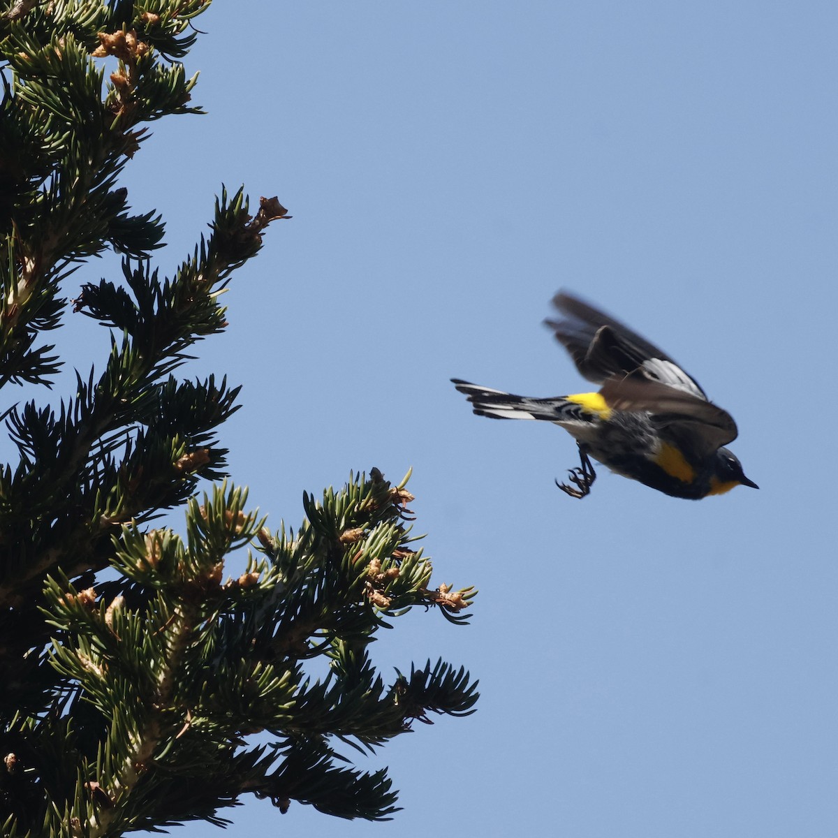 Yellow-rumped Warbler - ML619704511