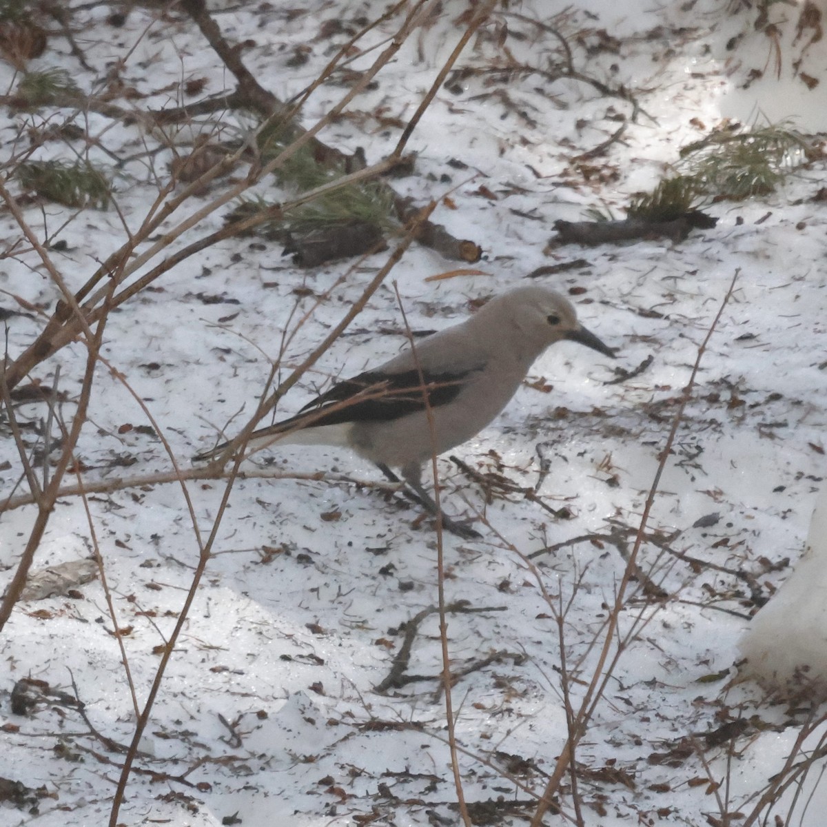 Clark's Nutcracker - ML619704557