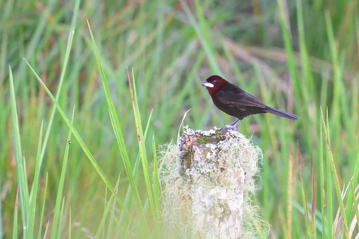 Silver-beaked Tanager - ML619704565