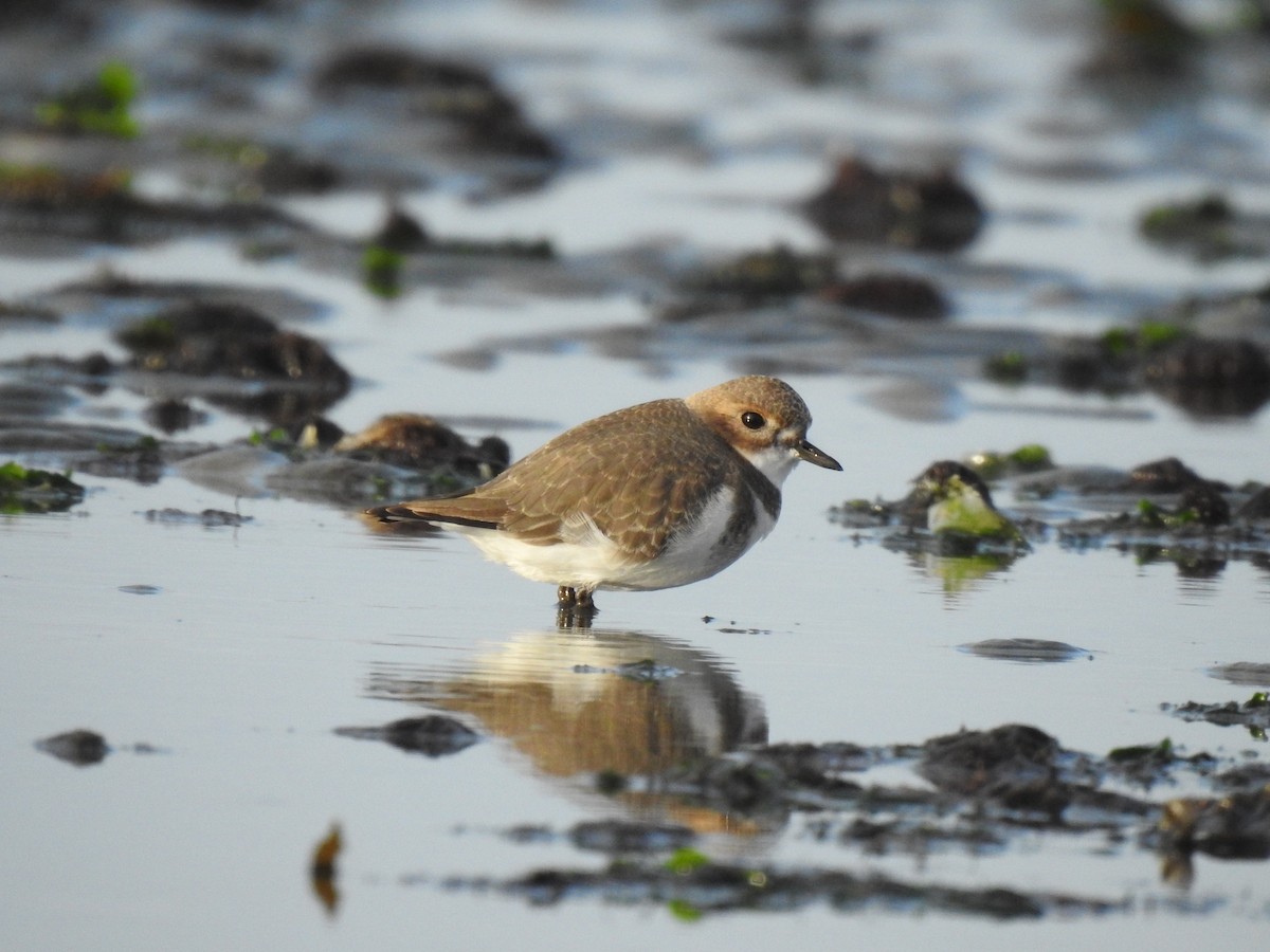 Two-banded Plover - ML619704571