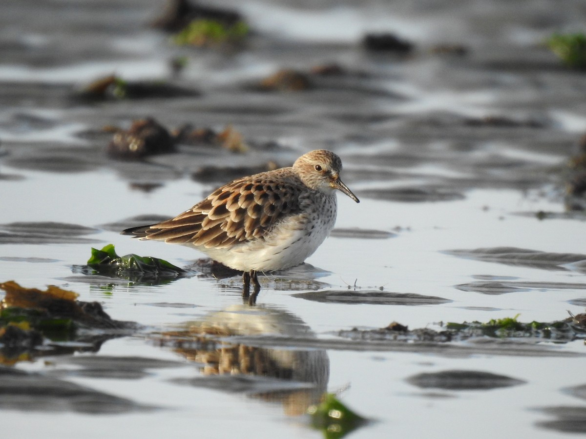 White-rumped Sandpiper - ML619704583