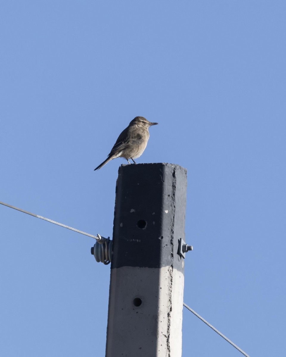 White-tailed Shrike-Tyrant - ML619704587