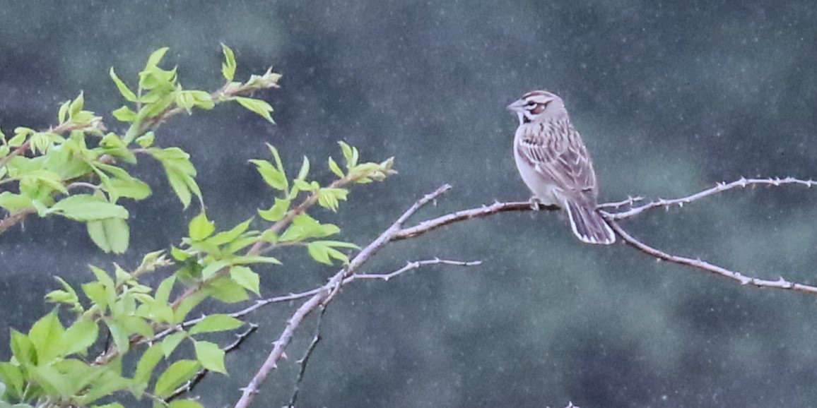 Lark Sparrow - ML619704608