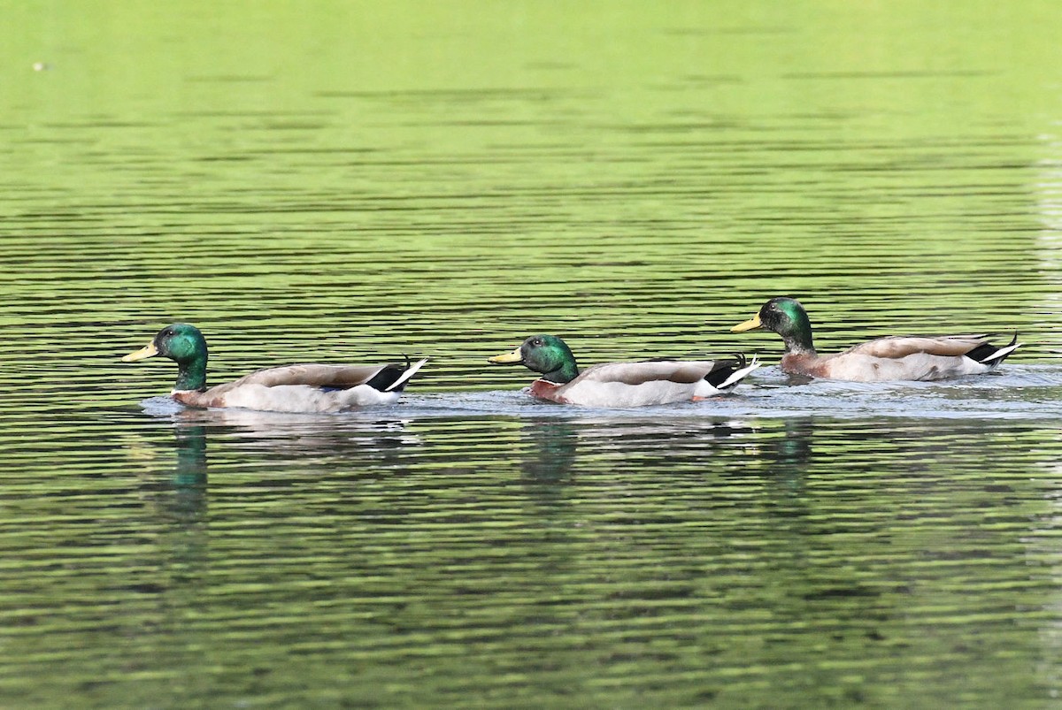 Mallard - ML619704622