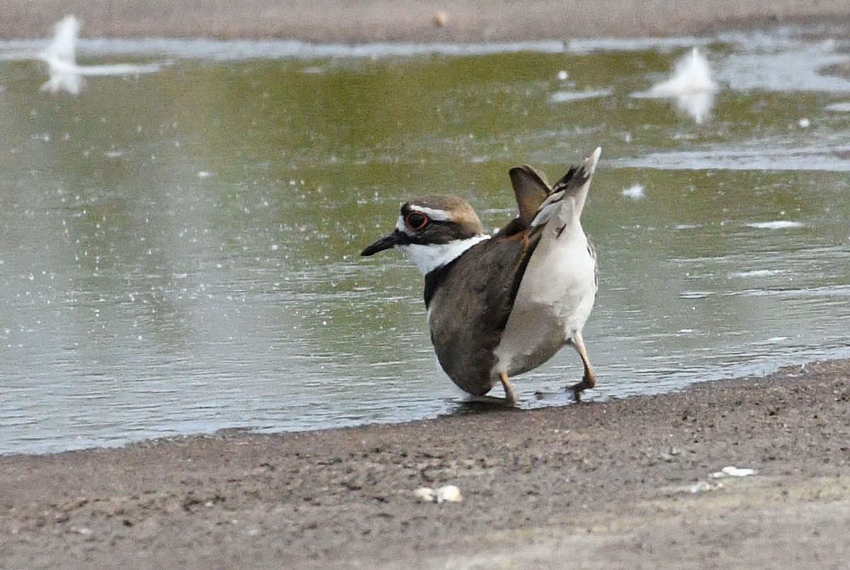 Killdeer - ML619704635