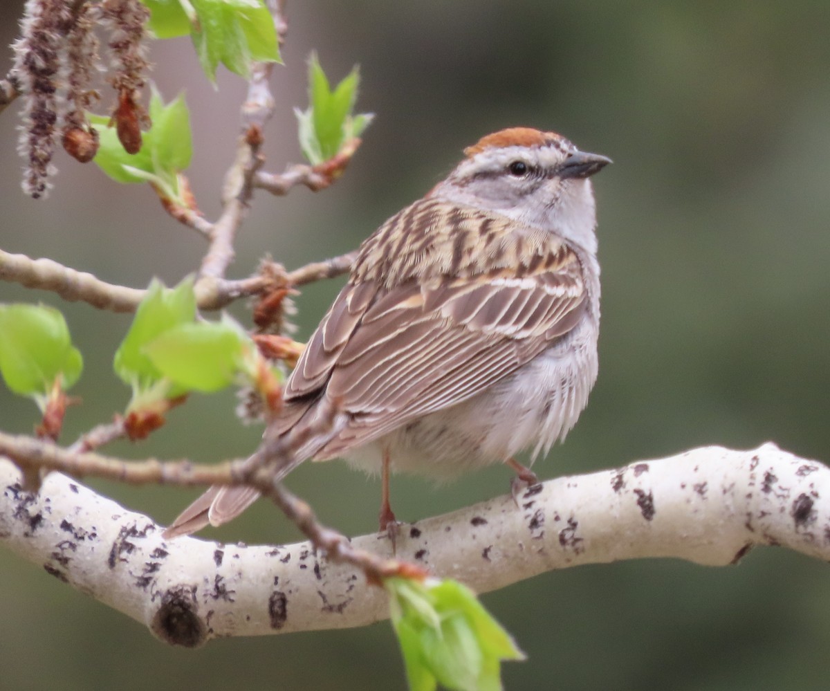 Chipping Sparrow - ML619704637