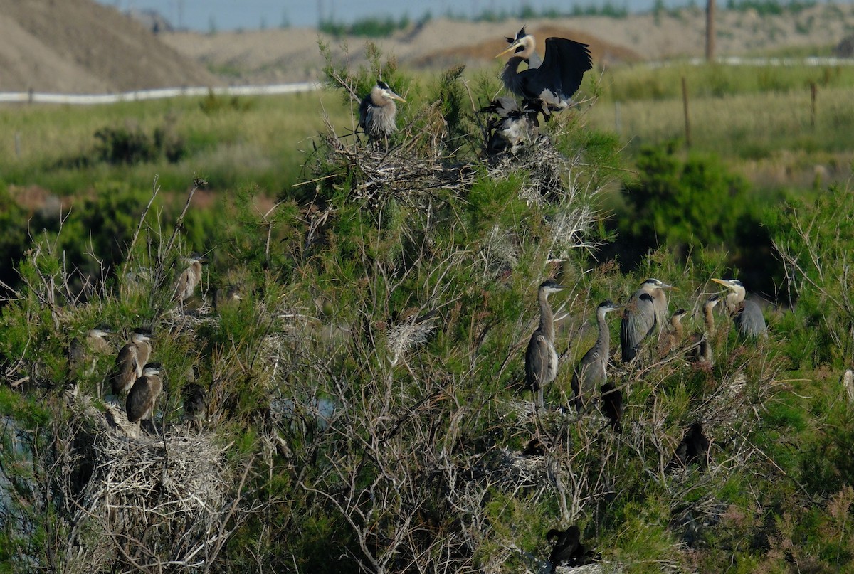 Garza Azulada - ML619704656