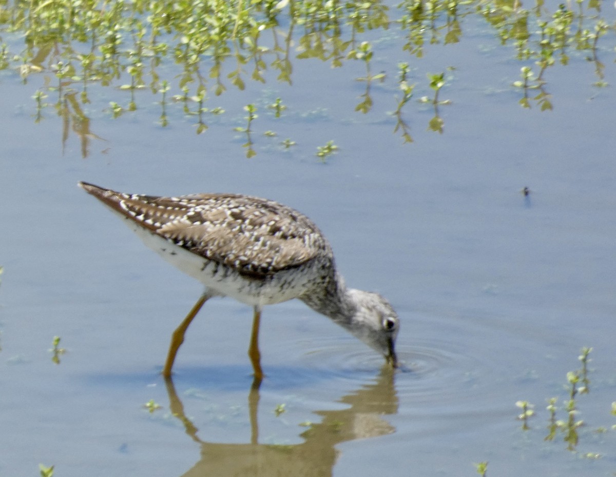 Greater Yellowlegs - ML619704663