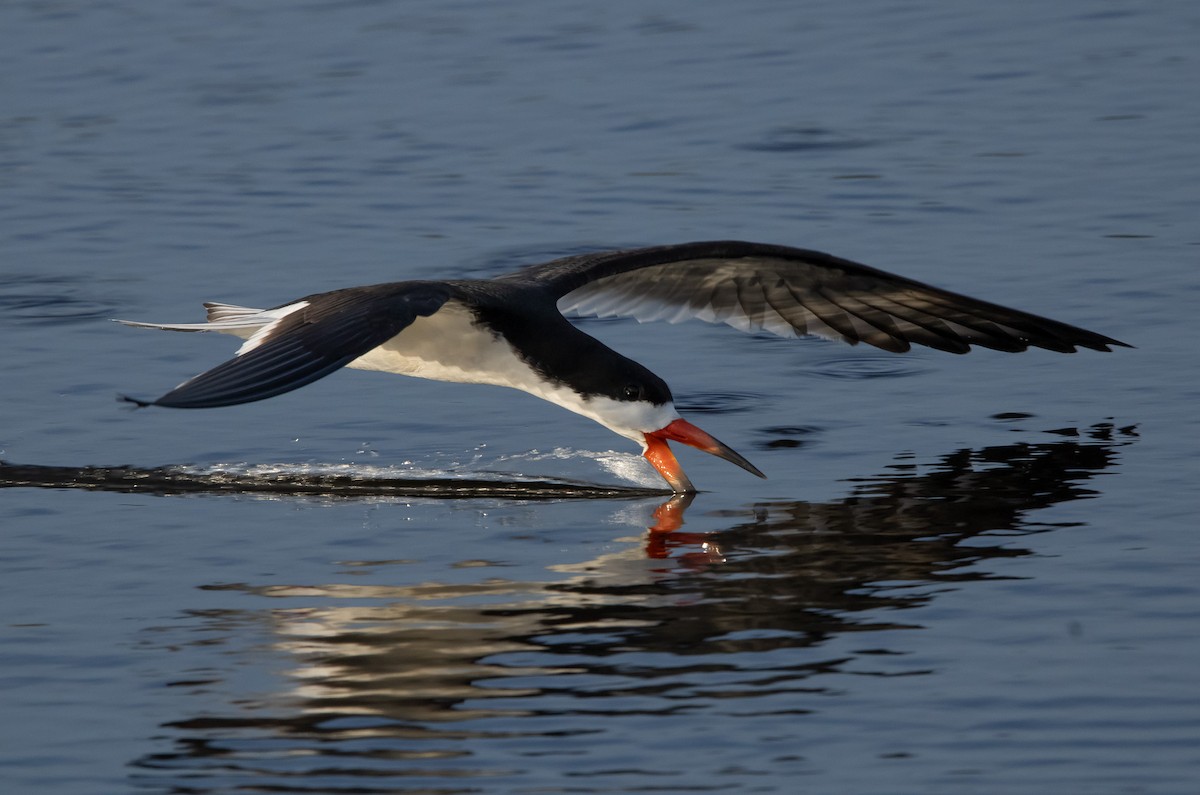 Black Skimmer - ML619704674